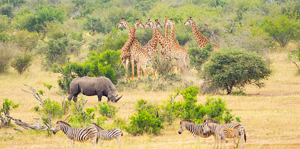 африка саванна с большим млекопитающих - kruger national park стоковые фото и изображения