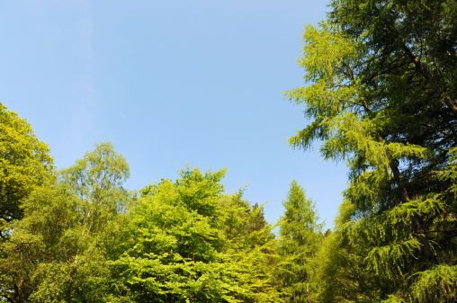 Abstract image of tree tops in their vibrant spring colours set against a bright blue sky.