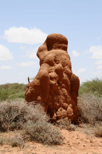 istock Enormous Anthill, Somaliland, Somalia 171220336