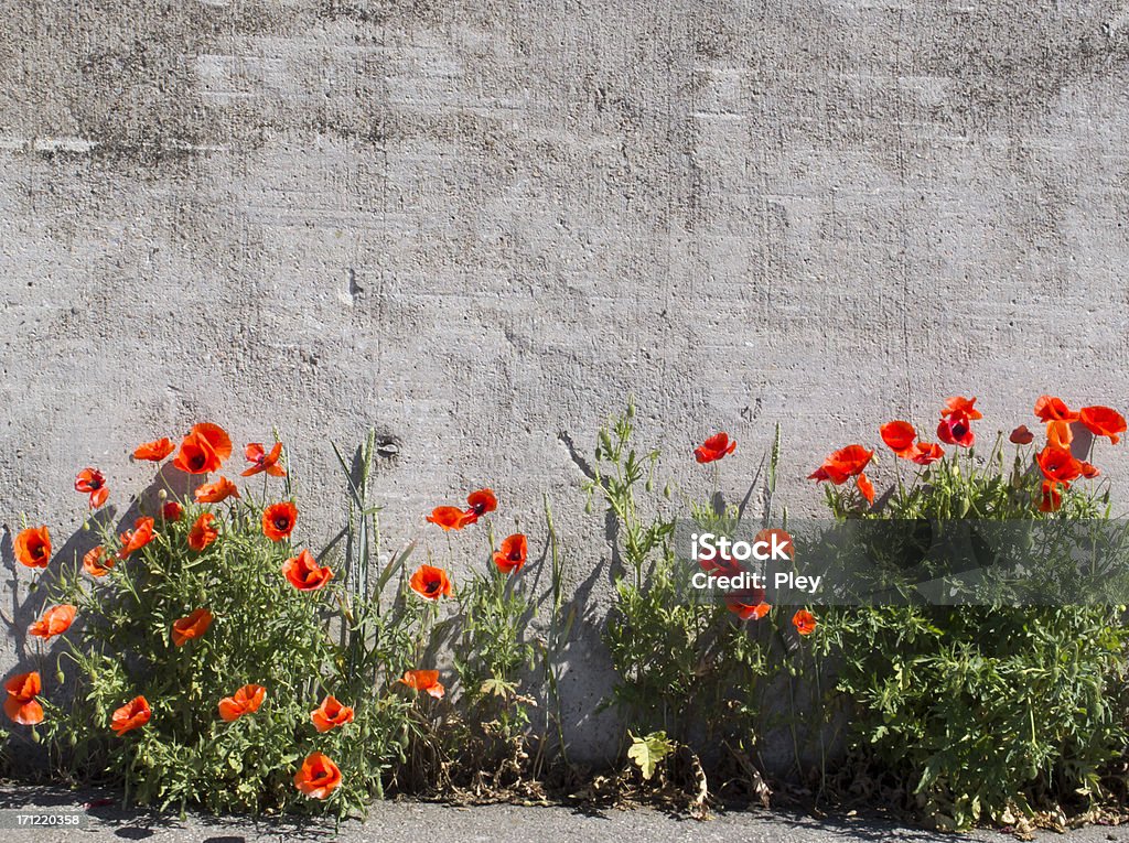 Red poppies - Lizenzfrei Bedecktsamer Stock-Foto