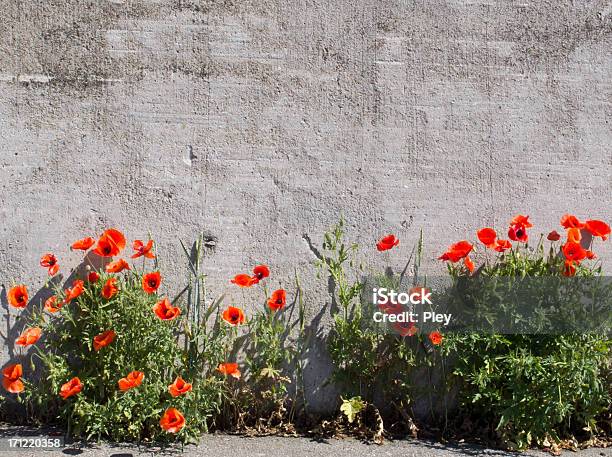 Red Poppies Stockfoto und mehr Bilder von Bedecktsamer - Bedecktsamer, Beton, Betonwand