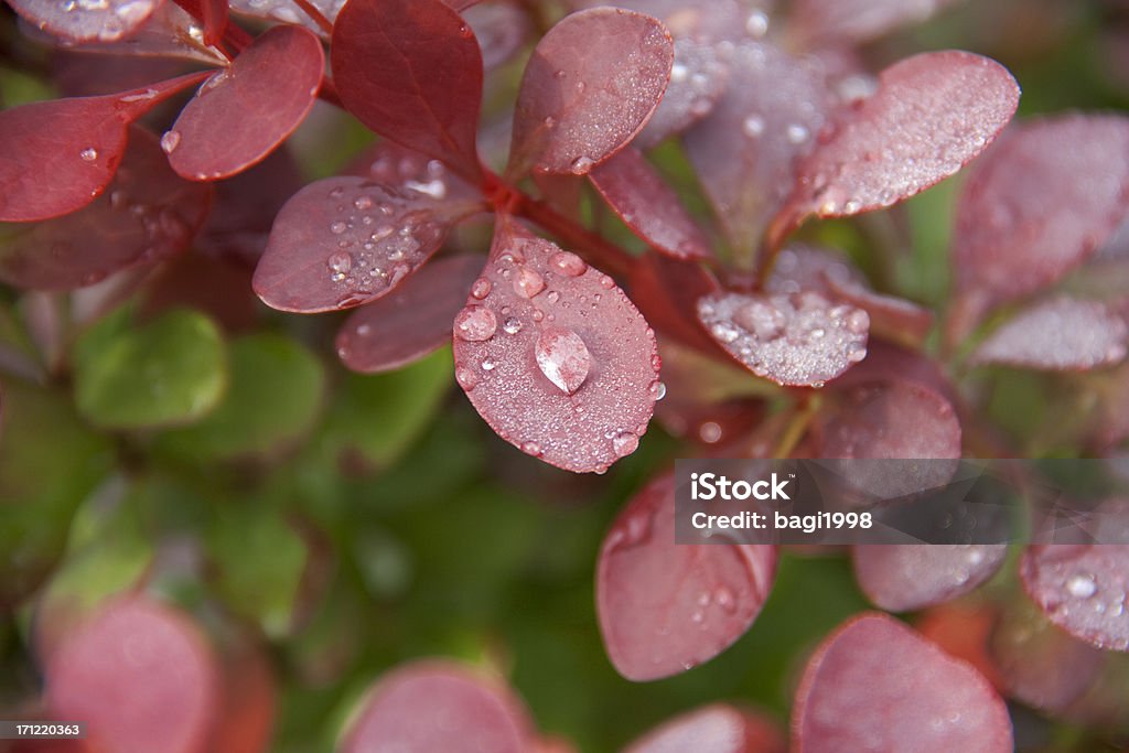 Raindrops on flower Arrangement Stock Photo
