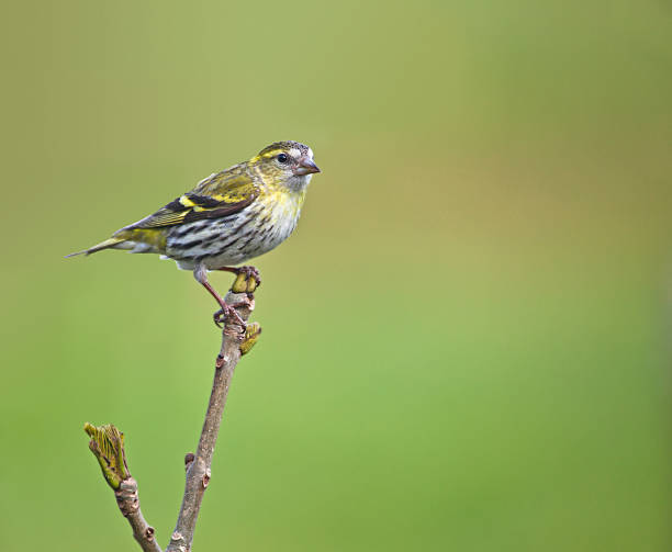 istock Female Siskin on twig with copy space 171220439
