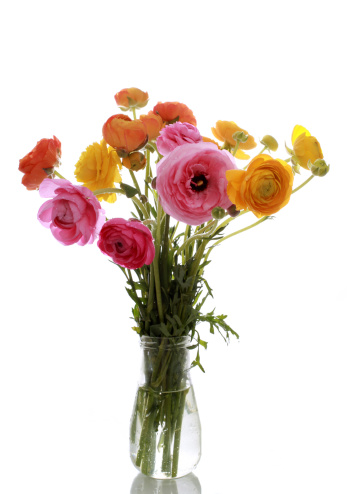 colorful ranunculus - asian buttercup- flowers in atransparent vase on whiteshot over a reflective surface