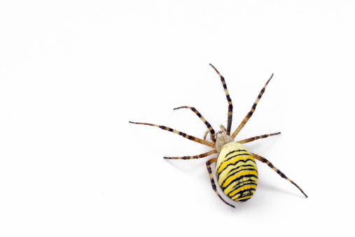 Close-up of a garden spider (araneus) hanging by a silk thread. The background is dark. The spider's hairs are clearly visible.