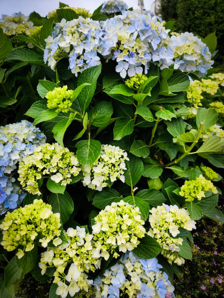close-up of a hydrangea flower in full bloom - hydrangea gardening blue ornamental garden imagens e fotografias de stock