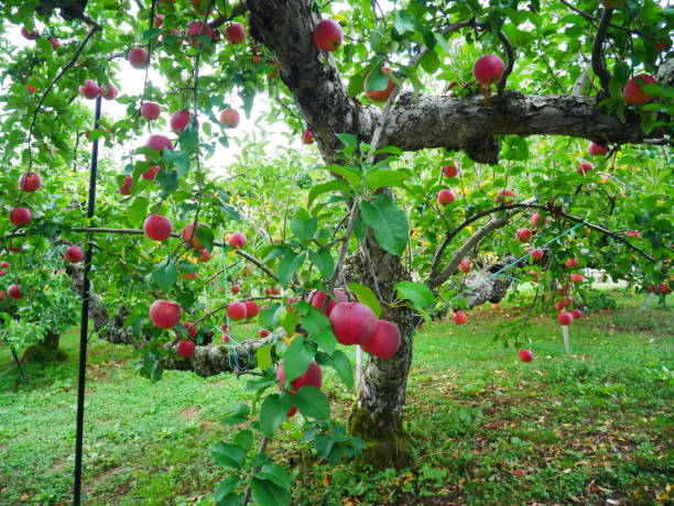 istock 2023.9.20 Japan, scenery of an apple orchard. 1712206495