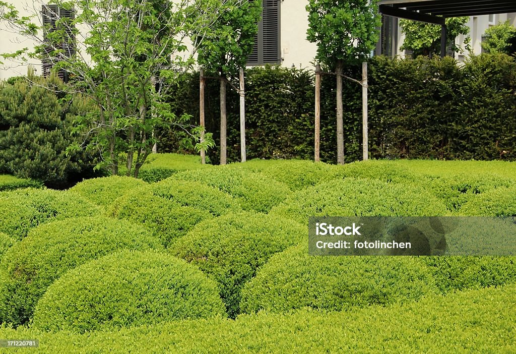 Gardendesign mit buxus - Lizenzfrei Baum Stock-Foto