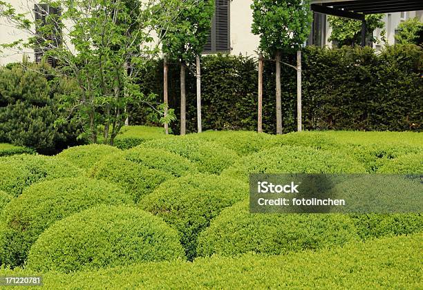 Gardendesign Mit Buxus Stockfoto und mehr Bilder von Baum - Baum, Buchsbaum, Fotografie