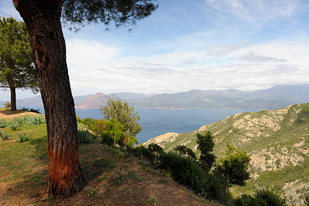 istock Pine Trees above the Mediterranean Sea, Corsica 171220789