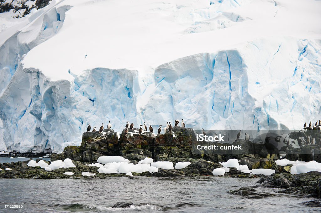 Antarctique oiseaux - Photo de Colonie d'animaux libre de droits