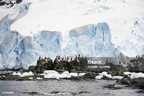 Photo libre de droit de Antarctique Oiseaux banque d'images et plus d'images libres de droit de Colonie d'animaux - Colonie d'animaux, Manchot papou, Animaux à l'état sauvage