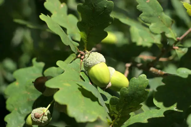 a shot of summer acorns