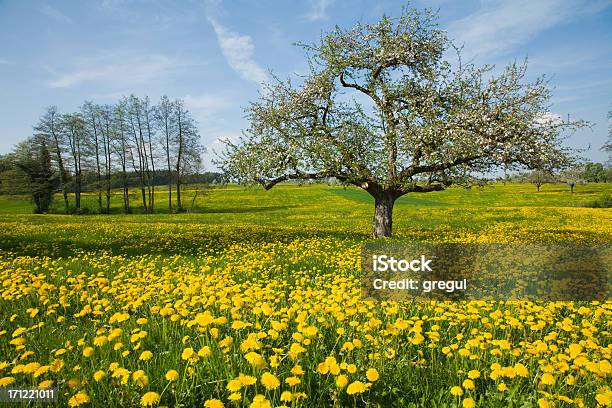 Paisaje De Primavera Foto de stock y más banco de imágenes de Aire libre - Aire libre, Cabeza de flor, Conceptos