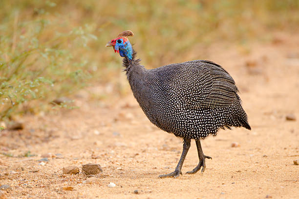 istock Helmeted Guineafowl - South Africa 171221148