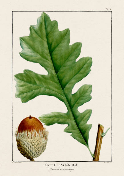 Oak leaves and acorns. Antique Botanical illustration. Circa 1820