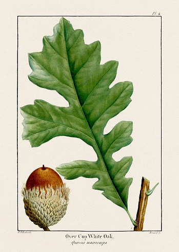 Oak leaves and acorns. Antique Botanical illustration. Circa 1820