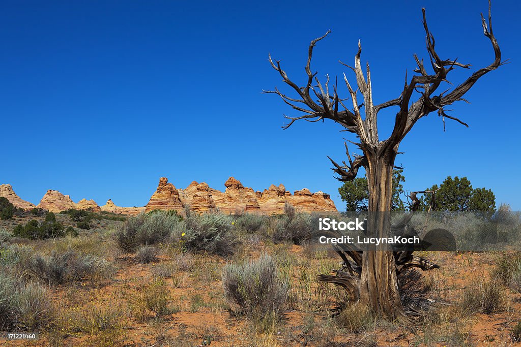 Desert-Landschaft - Lizenzfrei Arizona Stock-Foto