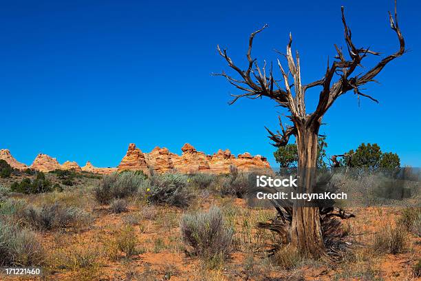 Desertlandschaft Stockfoto und mehr Bilder von Arizona - Arizona, Baum, Bildkomposition und Technik