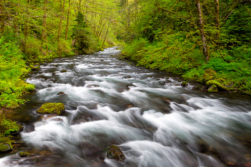 A beautiful flowing river cuts through the incredible Spring greens of the Columbia River Gorge, Oregon.