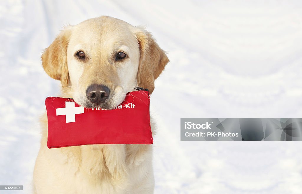 Cane con Kit di primo soccorso - Foto stock royalty-free di Cassetta di pronto soccorso