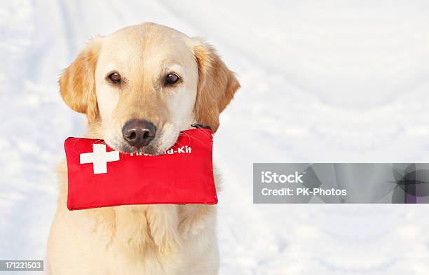 Cane Con Kit Di Primo Soccorso - Fotografie stock e altre immagini di Cassetta di pronto soccorso - Cassetta di pronto soccorso, Pronto intervento, Animale