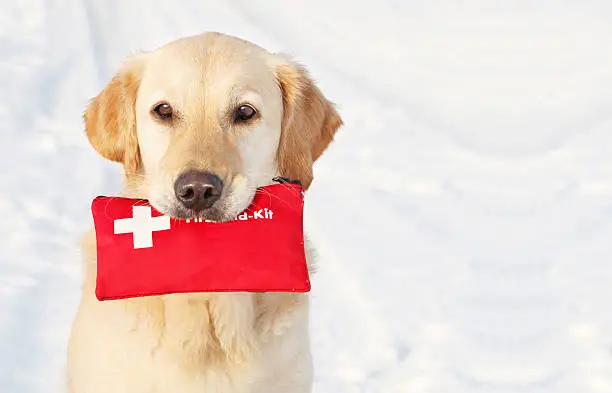 Golden Retriever holding First-Aid-Kit in the snow, copy space