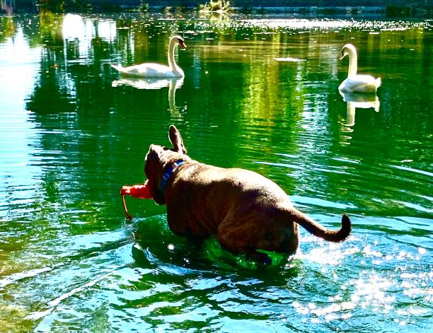 Dog and swans swimming in pond