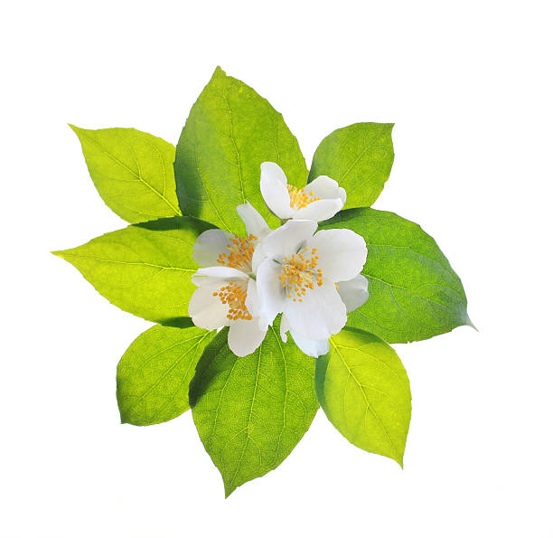 beautiful jasmine isolated on white