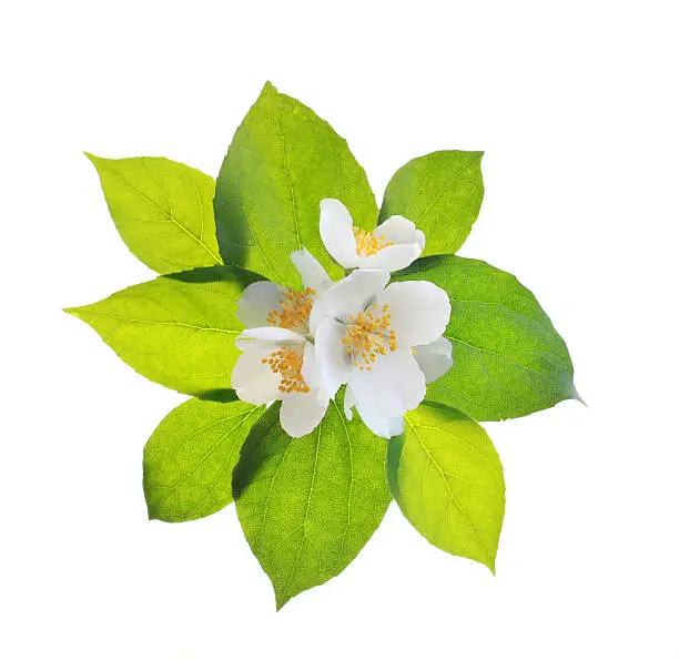 Photo of Jasmine flowers and leaves