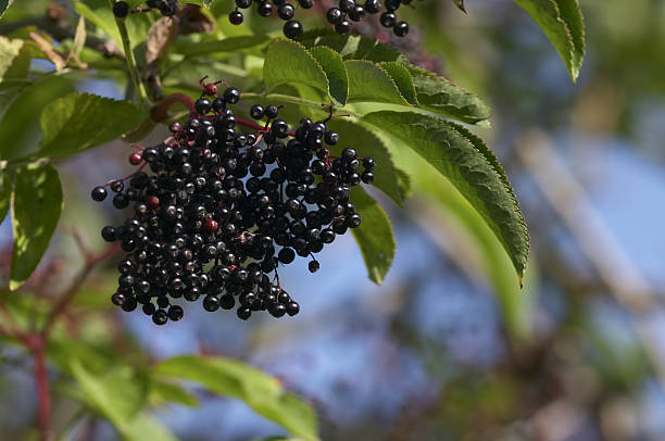 Hanging cluster of black elderberries Sambucus nigra Shallow depth of field. A cluster of ripe black elderberries, part of the autumn harvest beloved of birds such as wood pigeons on Mitcham Common, Surrey, UK. Traditionally a guard against winter colds, having (supposedly) anti-viral properties. elderberry photos stock pictures, royalty-free photos & images