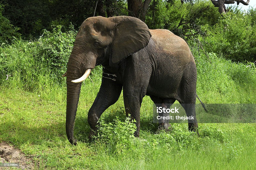 Elefantes en Botsuana - Foto de stock de Elefante libre de derechos