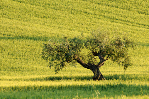 Olive tree in a wheat field.
