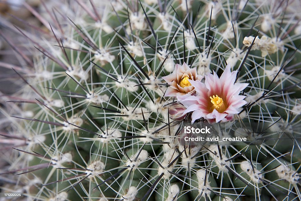 Spikey fleur de Cactus - Photo de Aloès libre de droits