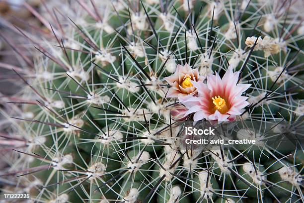 Foto de Spikey Cactus Flower e mais fotos de stock de Afiado - Afiado, América Central, América do Sul