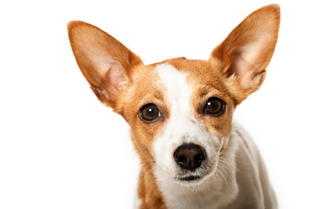 istock Portuguese Podengo Dog Against a White Background 171222370