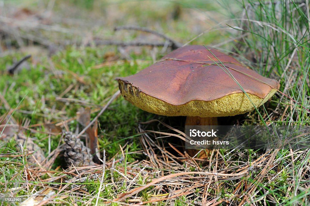 Bay Bolete (Boletus badius) in forest "Bay Bolete (Boletus badius - Xerocomus badius) mushroom growing on forest. Its an edible mushroom. German: Maronenroehrling im Volksmund auch als Marone, Riesentraeuschling und Braunkappe bekannt. Wohlschmeckender Speisepilz. See also my other edible mushrooms images:" Autumn Stock Photo