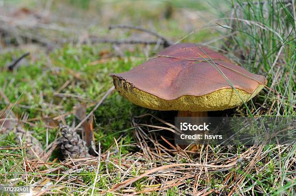 Bay Bolete In Forest Stock Photo - Download Image Now - Autumn, Boletus, Edible Mushroom