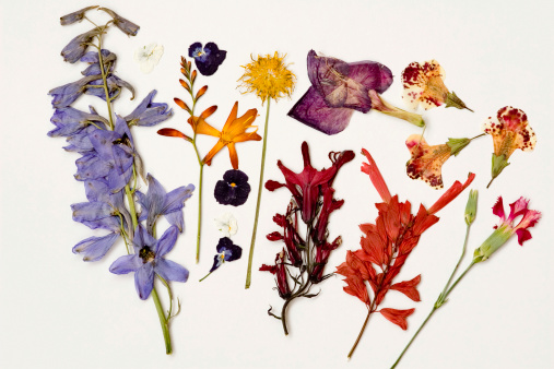 Dried flower series;
