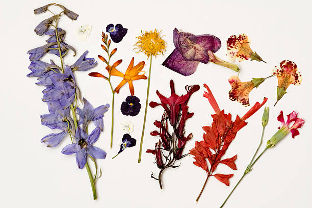 Dried Flowers Dried flower series; foxglove photos stock pictures, royalty-free photos & images