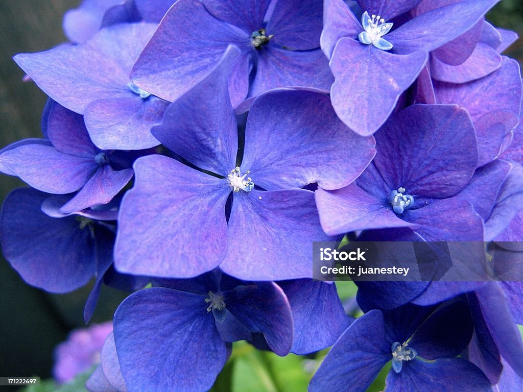 Intensive Blumen - Lizenzfrei Baumblüte Stock-Foto