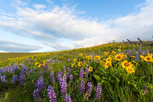 Wildflowers and Clouds A beautiful morning in the Columbia Hills filled with the wildflowers of Spring, Columbia River Gorge, Washington State. balsam root stock pictures, royalty-free photos & images