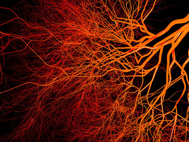 Blood Vessels Blood vessels on black background human artery photos stock pictures, royalty-free photos & images