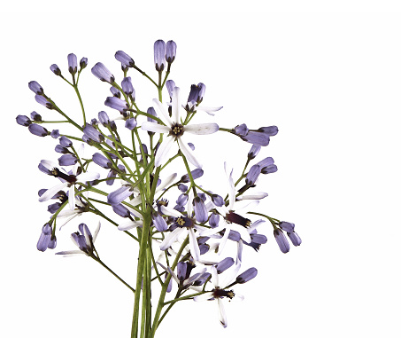 Purple freesia flowers and buds in a floral arrangement isolated on white.