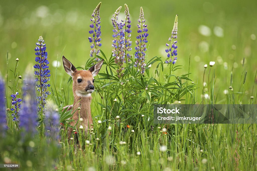 Whitetail deer Cervato en Flores de primavera. - Foto de stock de Primavera - Estación libre de derechos