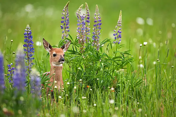 "Very young fawn whitetail-deer (Odocoileus virginianus) in springtime flowers. This little guy was only about 1.5 ft tall, and tough to keep in focus as he moved very quickly."