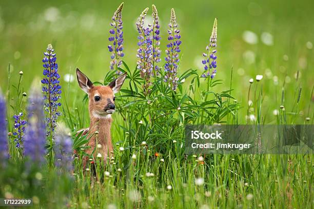 Foto de Whitetail Deer Castanho Na Primavera Flores e mais fotos de stock de Primavera - Estação do ano - Primavera - Estação do ano, Flor Selvagem, Filhote de corça