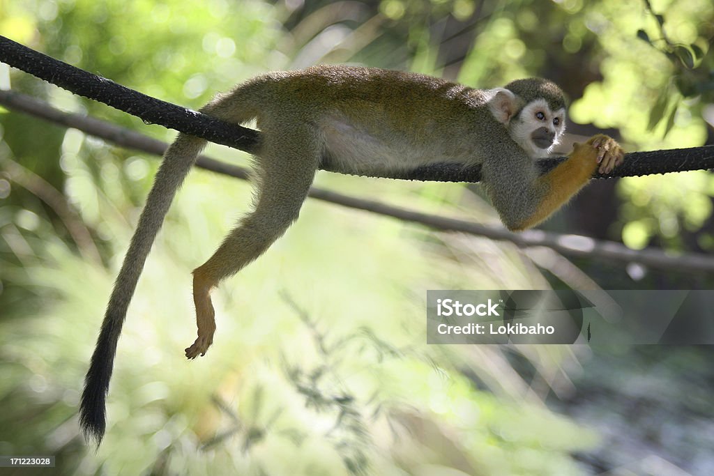 Lazy Monkey Lazy Squirrel Monkey Squirrel Monkey Stock Photo