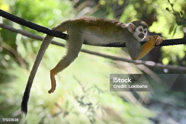 Lazy Monkey Stock Photo - Download Image Now - Squirrel Monkey, Hanging, Animal