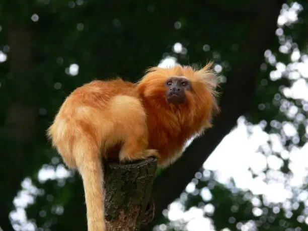 Small monkey native to the Brazillian Rainforest